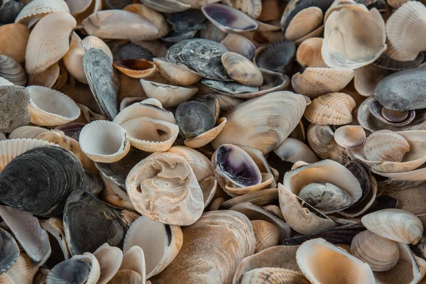 Multicolored River Seashells Lie Chaotically Sand Next Sea Macro Photography — Stock Photo, Image