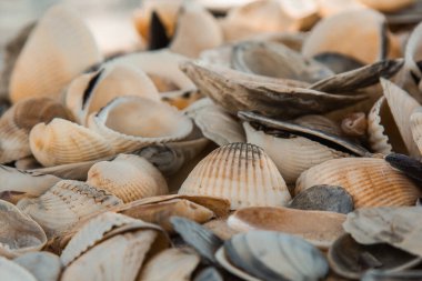 çok renkli deniz kabukları denizin yanındaki kumun üzerinde kaotik bir şekilde yatar. Makro fotoğrafçılık. Yakın plan kavramı, kopyalama alanı.