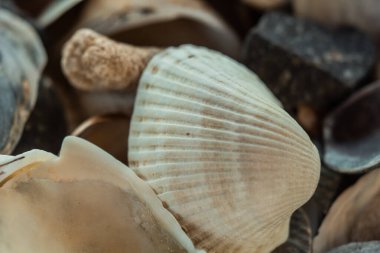 çok renkli deniz kabukları denizin yanındaki kumun üzerinde kaotik bir şekilde yatar. Makro fotoğrafçılık. Yakın plan kavramı, kopyalama alanı.