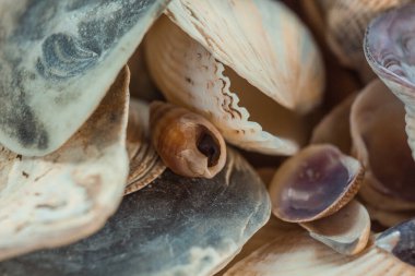 çok renkli deniz kabukları denizin yanındaki kumun üzerinde kaotik bir şekilde yatar. Makro fotoğrafçılık. Yakın plan kavramı, kopyalama alanı.