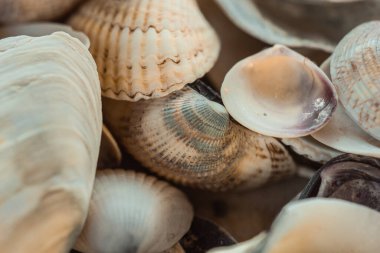 çok renkli deniz kabukları denizin yanındaki kumun üzerinde kaotik bir şekilde yatar. Makro fotoğrafçılık. Yakın plan kavramı, kopyalama alanı.