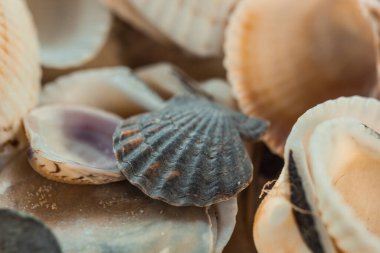 çok renkli deniz kabukları denizin yanındaki kumun üzerinde kaotik bir şekilde yatar. Makro fotoğrafçılık. Yakın plan kavramı, kopyalama alanı.