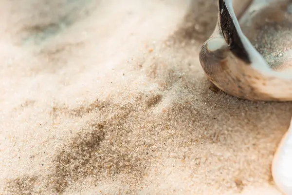 Bunte Flussmuscheln Liegen Chaotisch Auf Dem Sand Meer Makrofotografie Nahaufnahme — Stockfoto