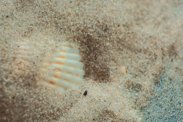 多色の川の貝殻は 海の隣の砂の上に混沌として横たわっています マクロ写真 バックグラウンドの概念 コピースペース — ストック写真