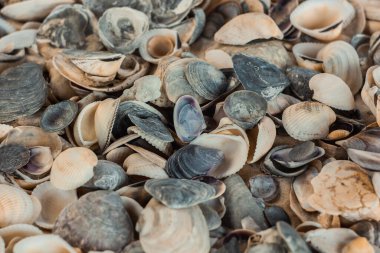 çok renkli deniz kabukları denizin yanındaki kumun üzerinde kaotik bir şekilde yatar. Makro fotoğrafçılık. Yakın plan kavramı, kopyalama alanı.