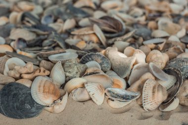 çok renkli deniz kabukları denizin yanındaki kumun üzerinde kaotik bir şekilde yatar. Makro fotoğrafçılık. Yakın plan kavramı, kopyalama alanı.