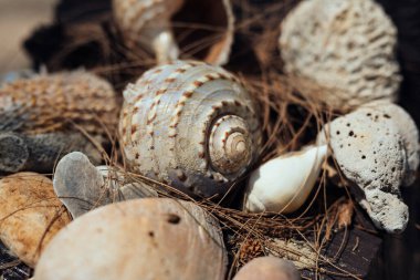 Kumsalda istiflenmiş büyük deniz kabukları.