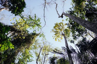 Tayland, Asya 'dan tropikal ormanlar