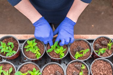 Kadın bahçıvan, petunya tohumlarını saksılara ekiyor.