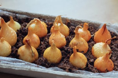 Yeniden kullanılmış yumurta kutusunda yetişen sulandırılmış soğanlar. Plastik torbayla doldurulmuş. Adım adım özel ders