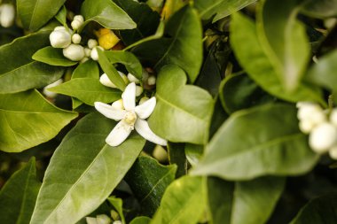 Yunanistan 'ın kuzeyinde portakal ağacı filizlendi bahçe, meyve bahçesi