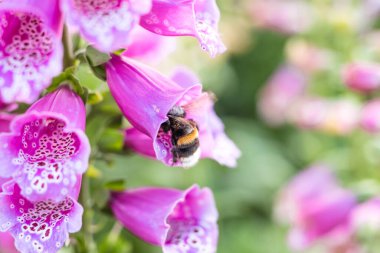 Bumblebee bitkisel bir çiçek dezenyum ya da larkspur polenini eşsiz yöntemini kullanarak tozlaştırıyor.