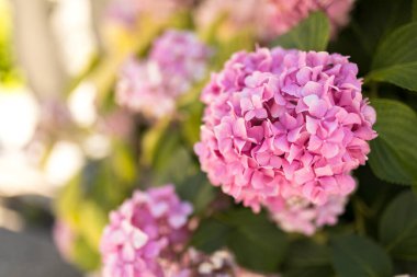 Pink hydrangea shrub blooming in the summer in Turkey clipart