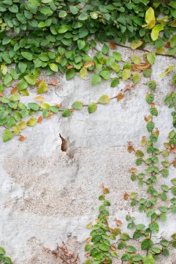 Beyaz duvarda Yeşil Sarmaşık Bitkisi