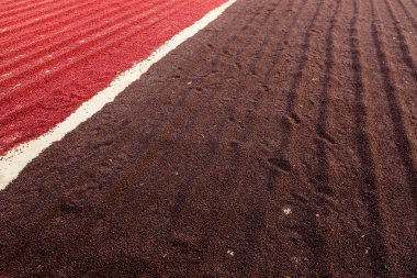 Kahve çekirdekleri güneşte kuruyor. Kahve çiftliğindeki kahve tarlaları