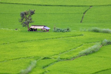 Chiangmai Kuzey Tayland 'da pirinç tarlası.