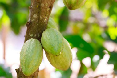 Kakao Ağacı (Theobroma kakaosu). Doğada organik kakao meyve kabukları.