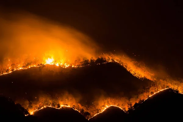 Brennende Furuskog Røyk Flammer – stockfoto