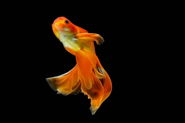 Goldfish Isolado Fundo Preto Escuro — Fotografia de Stock