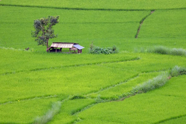 Terrasserat Risfält Vid Chiangmai Norra Thailand — Stockfoto