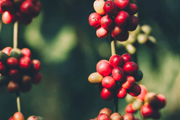 harvesting coffee berries by agriculture. Coffee beans ripening on the tree in North of Thailand