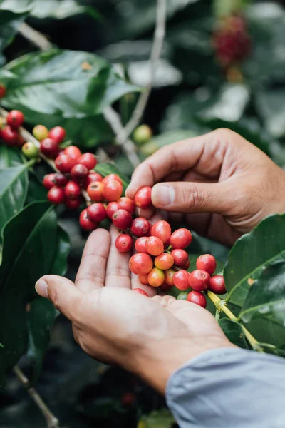 Bayas Café Arabica Con Manos Agricultorasbayas Café Robusta Arabica —  Fotos de Stock