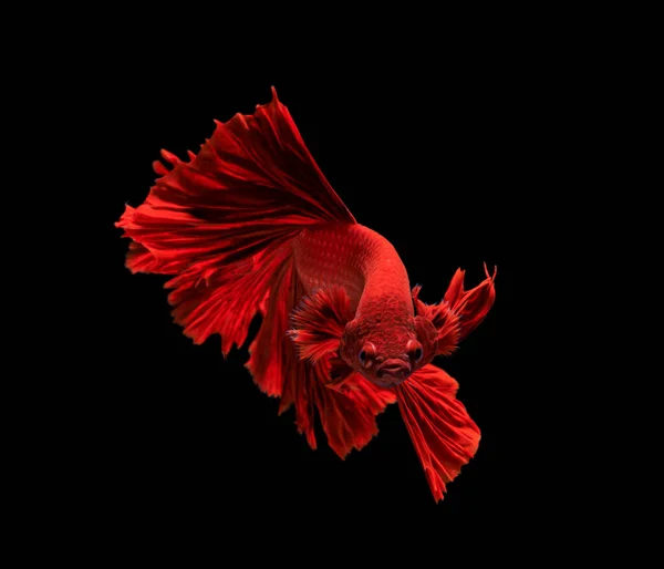 Рыба Бетта Сиамская Бойцовая Рыба Пчелы Выделенные Черном Фоне — стоковое фото