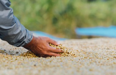 Kahve çekirdekleri güneşte kuruyor. Kahve çiftliğindeki kahve tarlaları