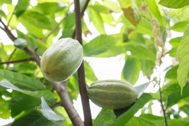 Kakao Ağacı (Theobroma kakaosu). Doğada organik kakao meyve kabukları.