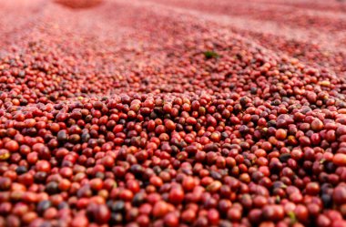 Kahve çekirdekleri güneşte kuruyor. Kahve çiftliğindeki kahve tarlaları