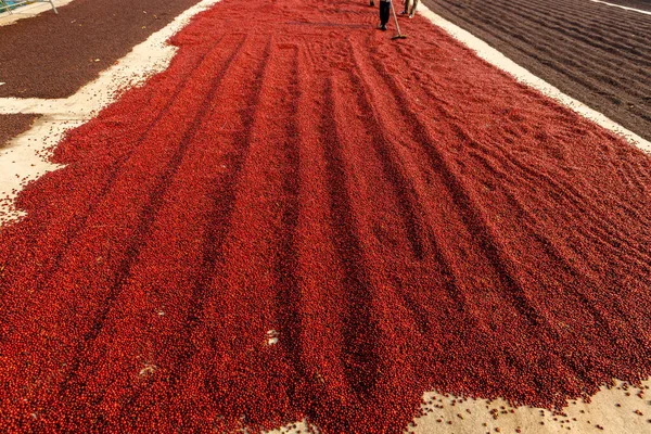 コーヒー豆は太陽の下で乾燥する コーヒー農園のコーヒー農園 — ストック写真