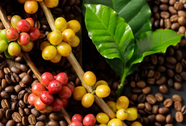 Ziarna Kawy Kawie Zielone Liście Drewnianym Tle Świeże Ziarna Kawy — Zdjęcie stockowe