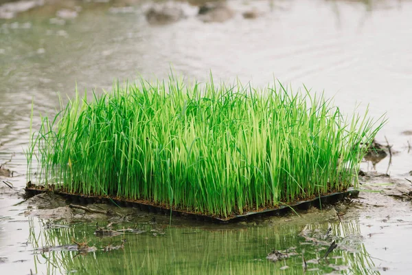 Campos Arroz Terraços Fazenda Plantação Uma Fazenda Arroz Asiático Orgânico — Fotografia de Stock