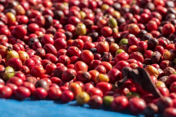 Grãos Café Secando Sol Plantações Café Fazenda Café — Fotografia de Stock