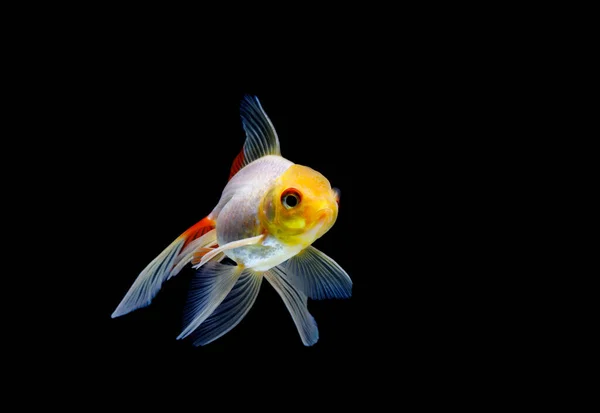 Ikan Mas Diisolasi Pada Latar Belakang Hitam Gelap Carassius Auratus — Stok Foto
