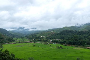 Ulusal parkta yağmur ormanı. Güzel bir sonbahar gününde, sabah sisinde kaplanmış renkli, karışık bir orman.
