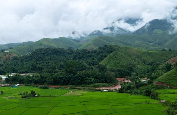 Ulusal parkta yağmur ormanı. Güzel bir sonbahar gününde, sabah sisinde kaplanmış renkli, karışık bir orman.