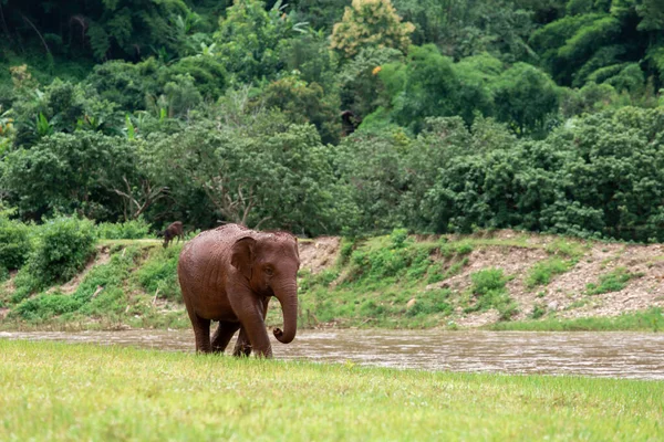 Asian Elephant Nature Deep Forest Thailand — Stock Photo, Image