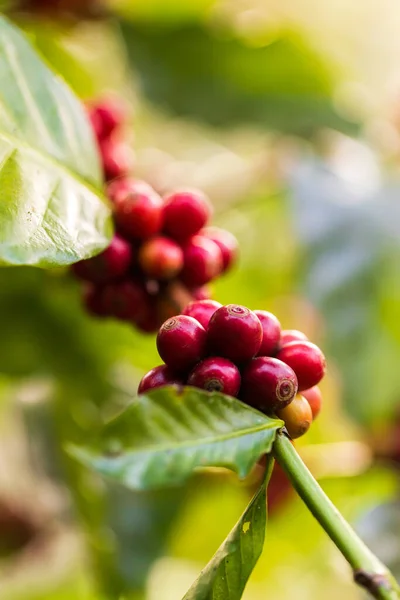 Zbieranie Jagód Kawy Przez Rolnictwo Ziarna Kawy Dojrzewające Drzewie Północnej — Zdjęcie stockowe