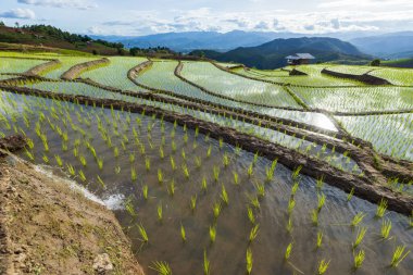 Mae Cham Chiangmai Kuzey Tayland 'daki pirinç tarlası.