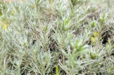 Taze Rosemary Herb dışarıda yetişiyor. Biberiye yaprakları Yakın plan.