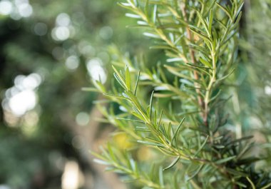 Taze Rosemary Herb dışarıda yetişiyor. Biberiye yaprakları Yakın plan.
