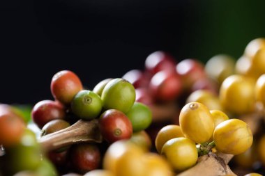 Kahvenin üzerindeki kahve çekirdekleri ahşap arka planda yeşil yapraklar, taze kahve çekirdekleri ahşap zeminde