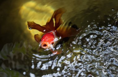 Akvaryumdaki balık ve yeşil bitkiler.