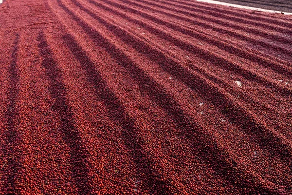 コーヒー豆は太陽の下で乾燥する コーヒー農園のコーヒー農園 — ストック写真