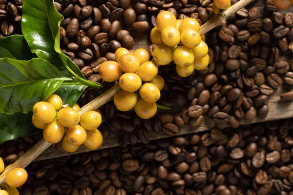 Gul Katimor Kaffebönor Mognad Träd Norr Thailand — Stockfoto