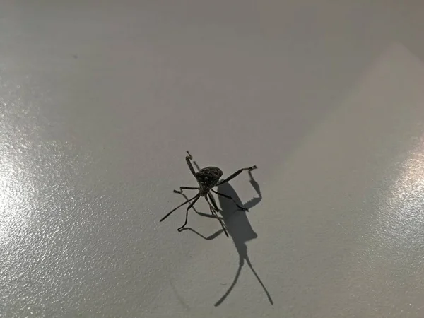 Schwarzer Käfer Mit Langen Beinen Auf Hellgrauem Glatten Hintergrund Bild — Stockfoto