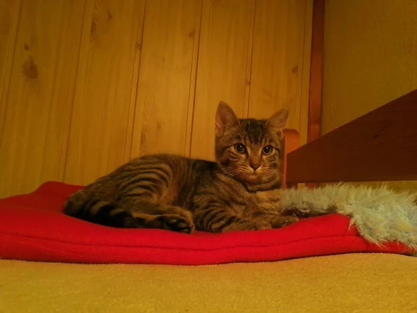 Tabby Katze Liegt Auf Einer Roten Decke Auf Einem Holzbett — Stockfoto
