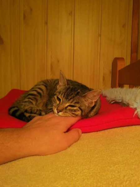 Tabby Cat Liegt Auf Einer Roten Decke Auf Einem Holzbett — Stockfoto