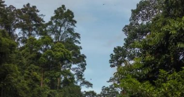 Sumatra 'da Ormanın Zamanı, Gunung Leuser Ulusal Parkı